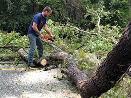 Reliable Woodworth, LA Tree Services Solutions