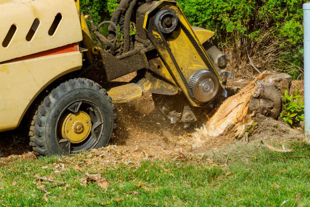 How Our Tree Care Process Works  in  Woodworth, LA